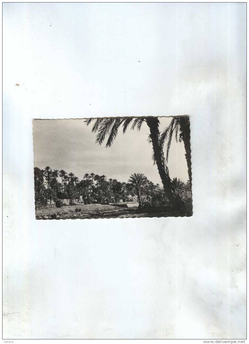 CP COLOMB BECHAR  EN 1957, LA PALMERAIE