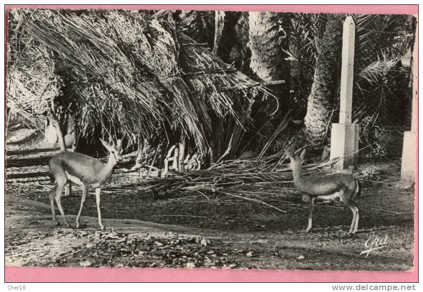 182 Colomb Bechar les gazelles