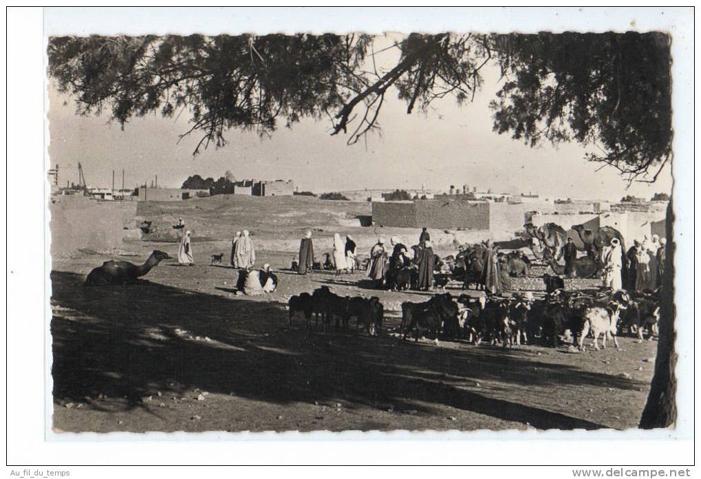 CPSM COLOMB-BECHAR , UNE CARAVANE