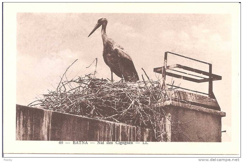Algérie - Batna - Nid de cigognes