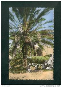 CPSM - Algerie - Biskra ( département de Batna) - La Cueillette des dattes ( animée JOMONE 300 format CPA)