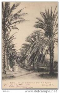 BONE Une allée de Palmiers au Jardin de la Pépinière