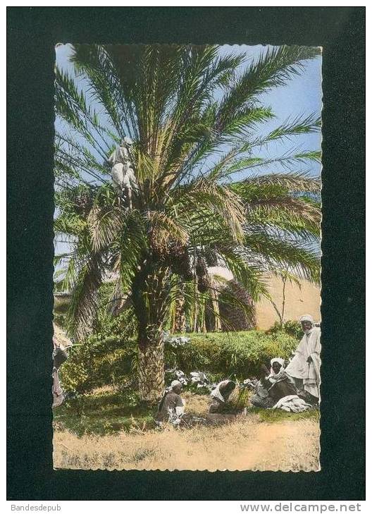 CPSM - Algerie - Biskra ( département de Batna) - La Cueillette des dattes ( animée JOMONE 300 format CPA)