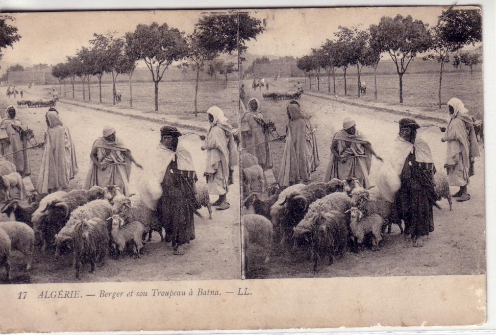 ALGERIE, BATNA, CARTE STREO, UN BERGER ET SON TROUPEAU