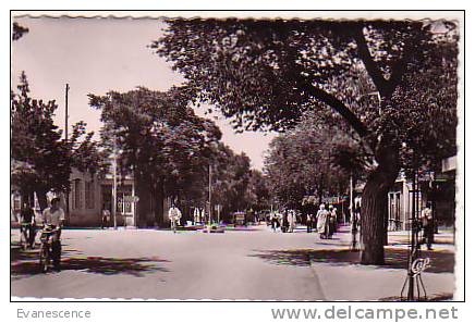 BATNA AVENUE DE FRANCE REF 3557