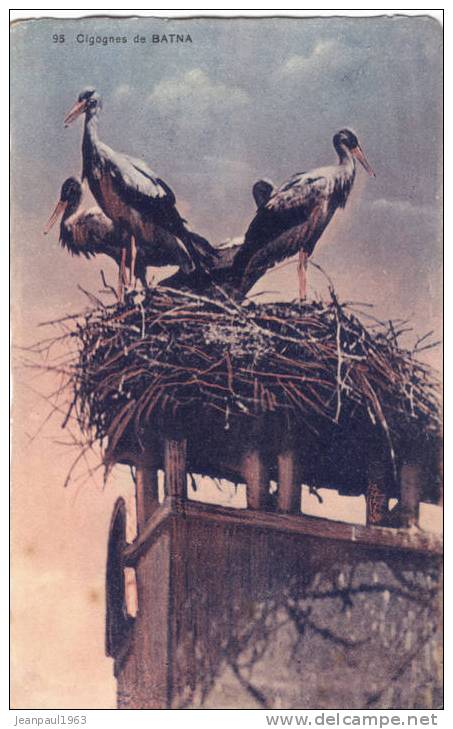 CIGOGNES DE BATNA