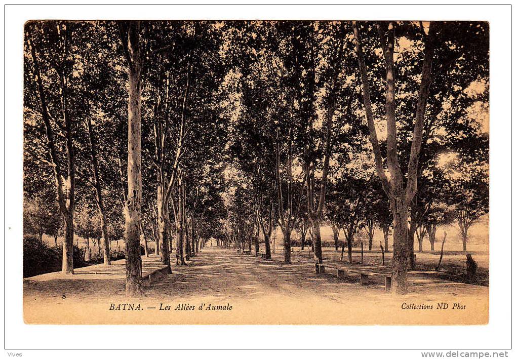 Batna. Les Allées d'Aumale.