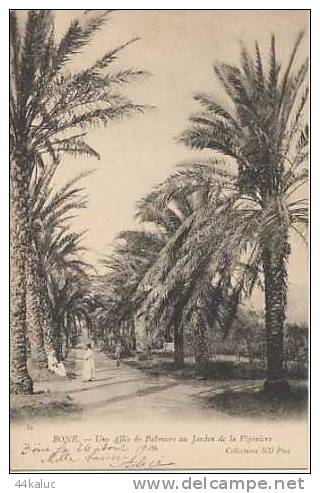 BONE Une allée de Palmiers au Jardin de la Pépinière