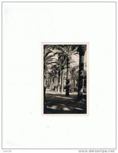 Maison Carrée (Alger) square altairac