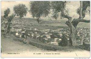 CPA  Alger A travers les Oliviers  (animée)   B563