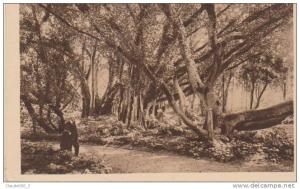 ALGER . Jardin d'essai  .  Voir Recto - Verso  (N630)