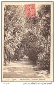 CPA - ALGER - JARDIN D'ESSAI - ALLEE DES BAMBOUS - Edition ?? ./ N° 255