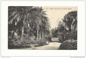 cp, Algérie, Alger, Une Allée au Jardin d'Essai