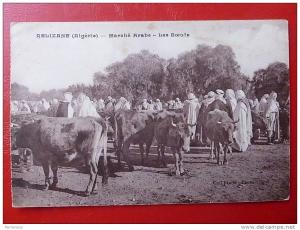 RELIZANE ALGERIE MARCHE ARABE LES BOEUFS