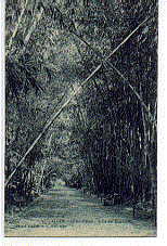 alger  jardin d´essai allee des bambous