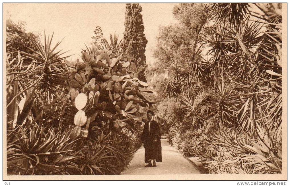 (Algérie) -ALGER-Jardin de l´hôtel Saint-George- * PRIX FIXE