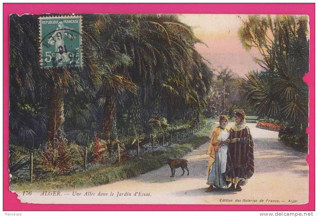 1353 - ALGERIE - ALGER - Une Allée dans le Jardin d'Essai  .