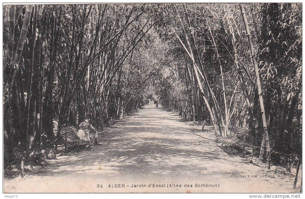 cpa d´Alger - jardin d'essai (allée des bambous)