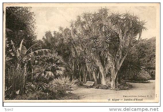 ALGER - Jardin d'Essai BE