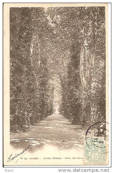 ALGER - Jardin d'Essai - Allée des Platanes CPionnière TBE