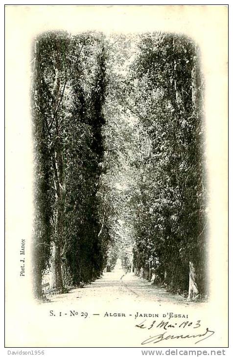 CP  -   ALGER  -   JARDIN D 'ESSAI     AF338  DOS NON SEPARE