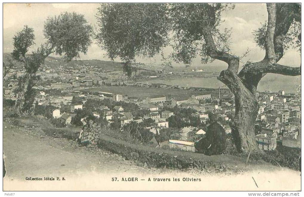 CPA  Alger A travers les Oliviers  (animée)   B563