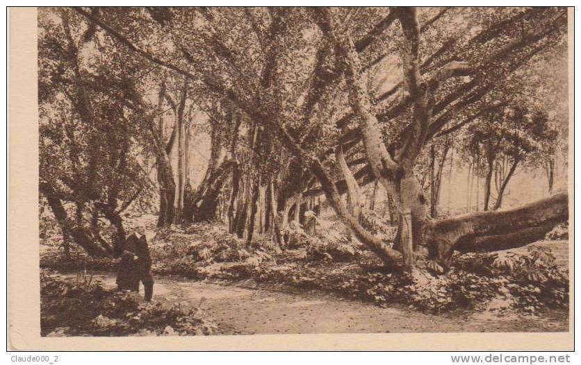 ALGER . Jardin d'essai  .  Voir Recto - Verso  (N630)