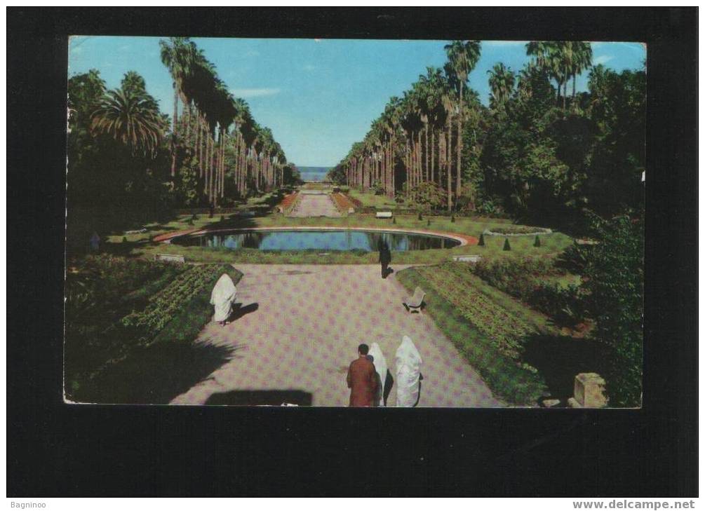 ALGER postcard ALGERIA