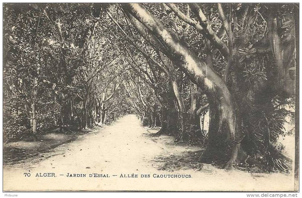 Algérie - Alger, jardin d´Essai, allée des caoutchoucs