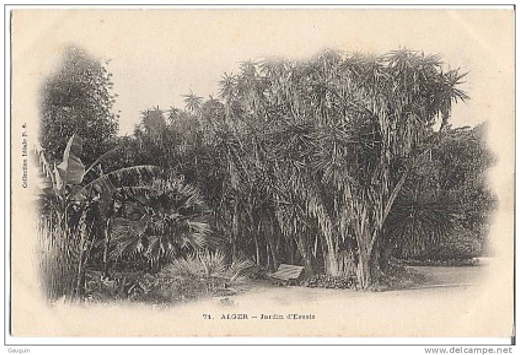 CPA - ALGER - JARDIN D´ESSAIS - Edition Idéale P.S./ N°71