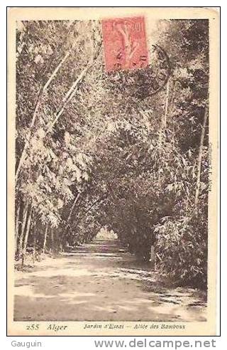 CPA - ALGER - JARDIN D'ESSAI - ALLEE DES BAMBOUS - Edition ?? ./ N° 255