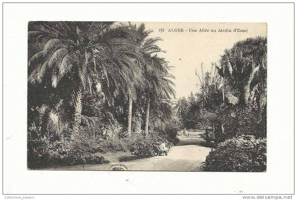 cp, Algérie, Alger, Une Allée au Jardin d'Essai