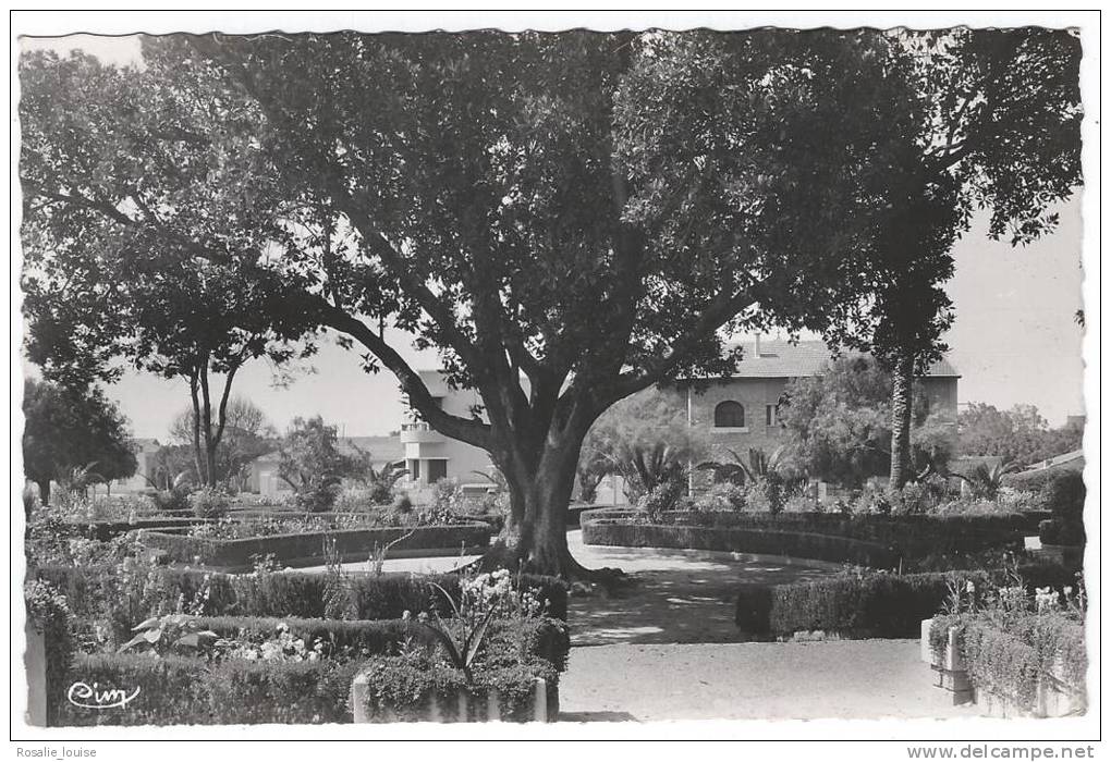 RELIZANE (Oran, Algérie) - Square D.Rivière   -  cpsm