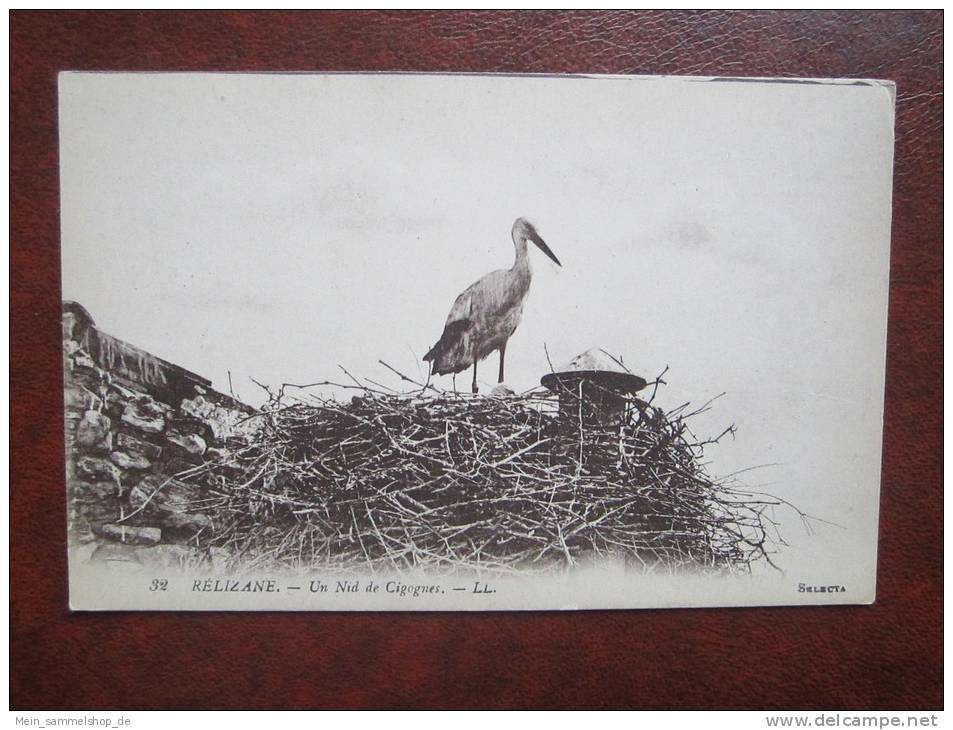 Relizane Un Nid de Cigognes Algerien CPA AK
