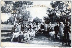 RELIZANE Marché Arabe  - Les moutons.