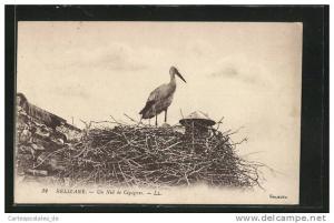 CPA Relizane, Stroch mit Nachwuchs im Nest