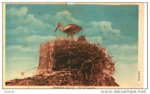 CPA DE RELIZANE - NID DE CIGOGNES