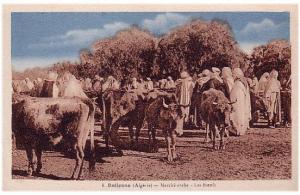 CPA ALGERIE Relizane, Marché arabe - les boeufs