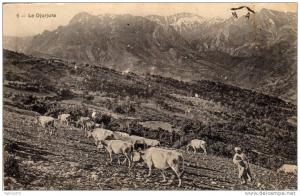 ALGERIE La Djurjura Djurdjura - Paysan avec troupeau de vaches Ecrit de Aïn Sefra ou Safra