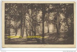 CPA  ALGERIE  AIN SEFRA  le Bois de la .....