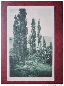 Ain Sefra La Dune Algerie Algerien AK CPA