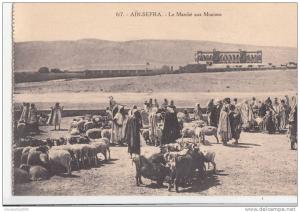 BR46132 ain sefra le marche aux moutons  ship    2  scans
