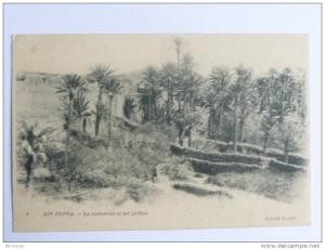 AIN SEFRA - La Palmeraie et les Jardins