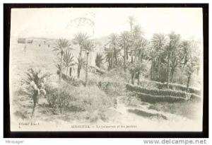 AIN-SEFRA - 4  La Palmeraie et les jardins - (Beau plan)