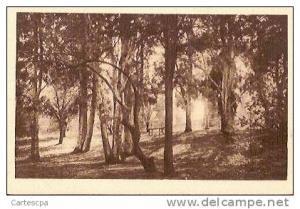 Ain sefra le bois de la dune