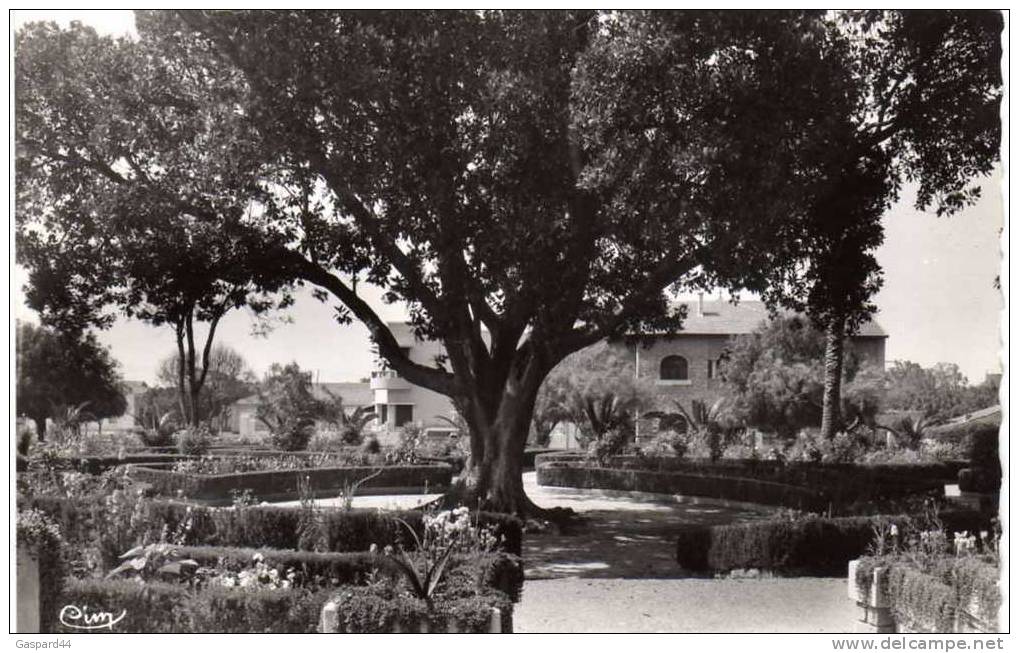 ALGERIE  ORAN RELIZANE   SQUARE D. RIVIERE