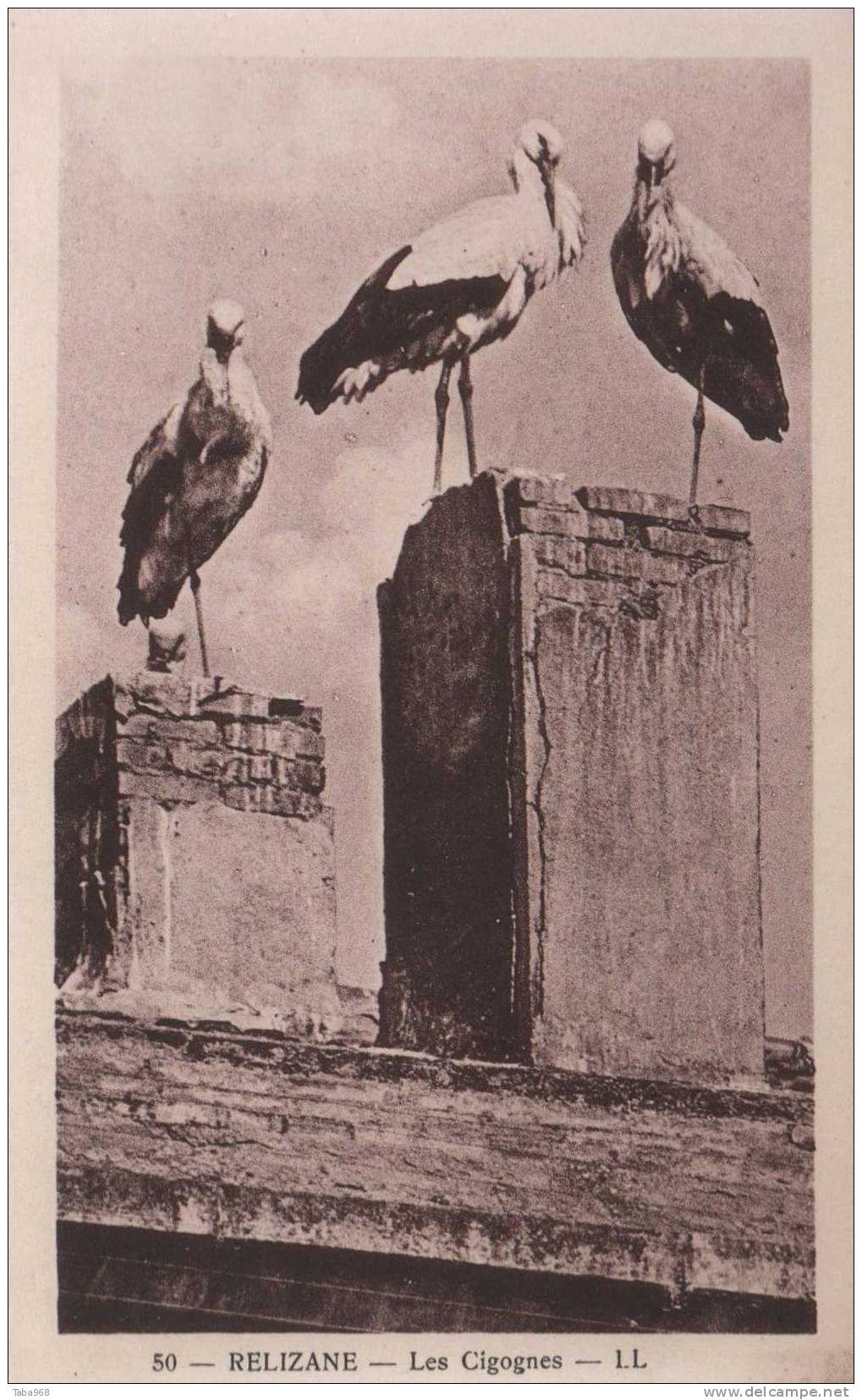 CPA ALGERIE RELIZANE LES CIGOGNES