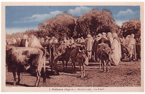 CPA ALGERIE Relizane, Marché arabe - les boeufs