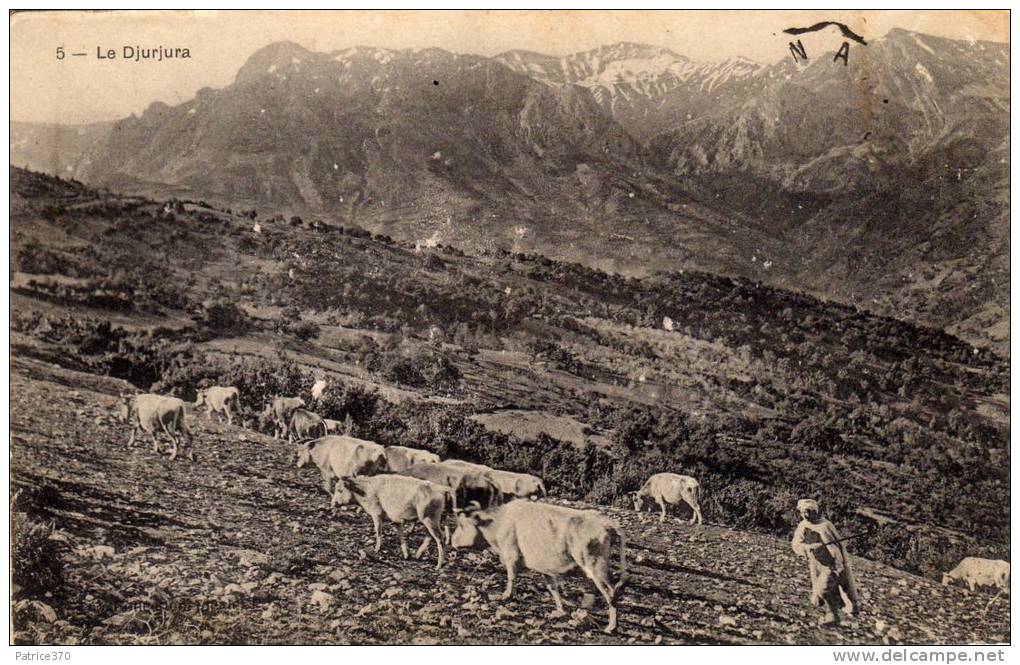 ALGERIE La Djurjura Djurdjura - Paysan avec troupeau de vaches Ecrit de Aïn Sefra ou Safra