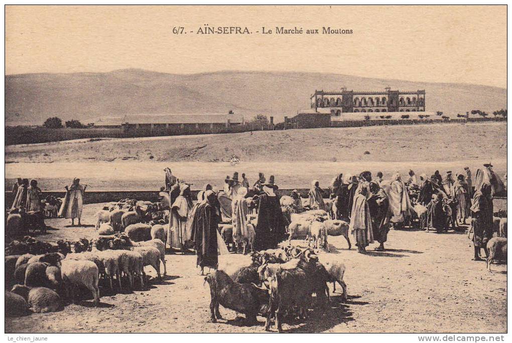 ALGERIE - AIN SEFRA - le marché aux moutons